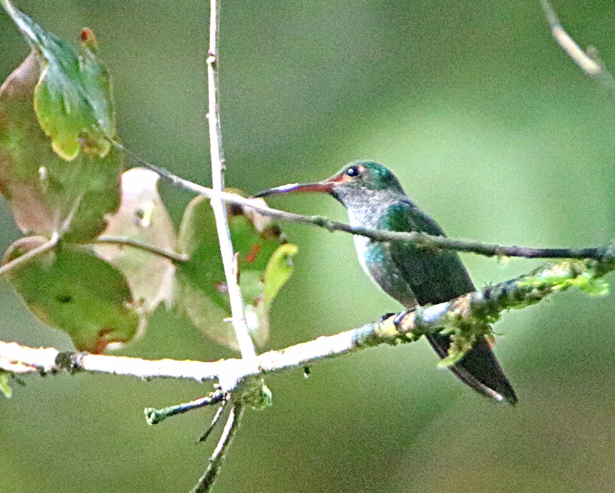 Rufous-tailed Hummingbird - ML638993342