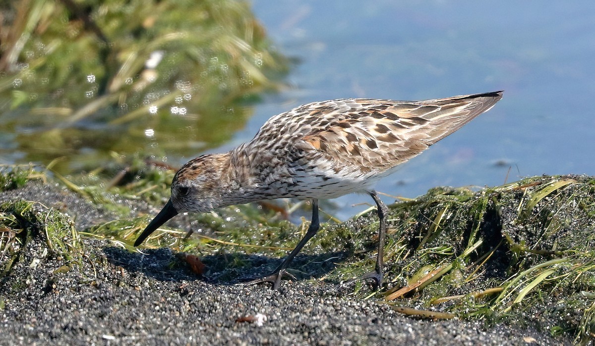Bergstrandläufer - ML638993344