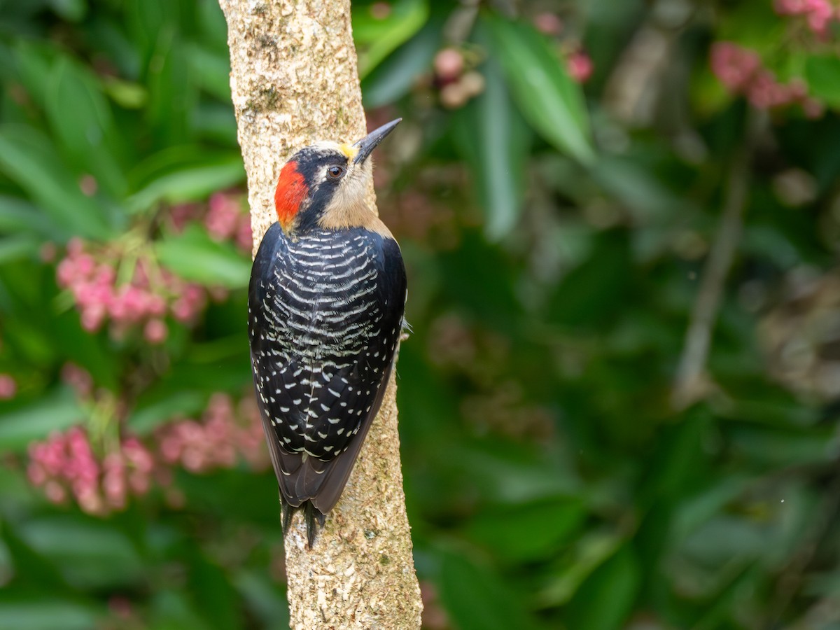 Black-cheeked Woodpecker - ML638993347