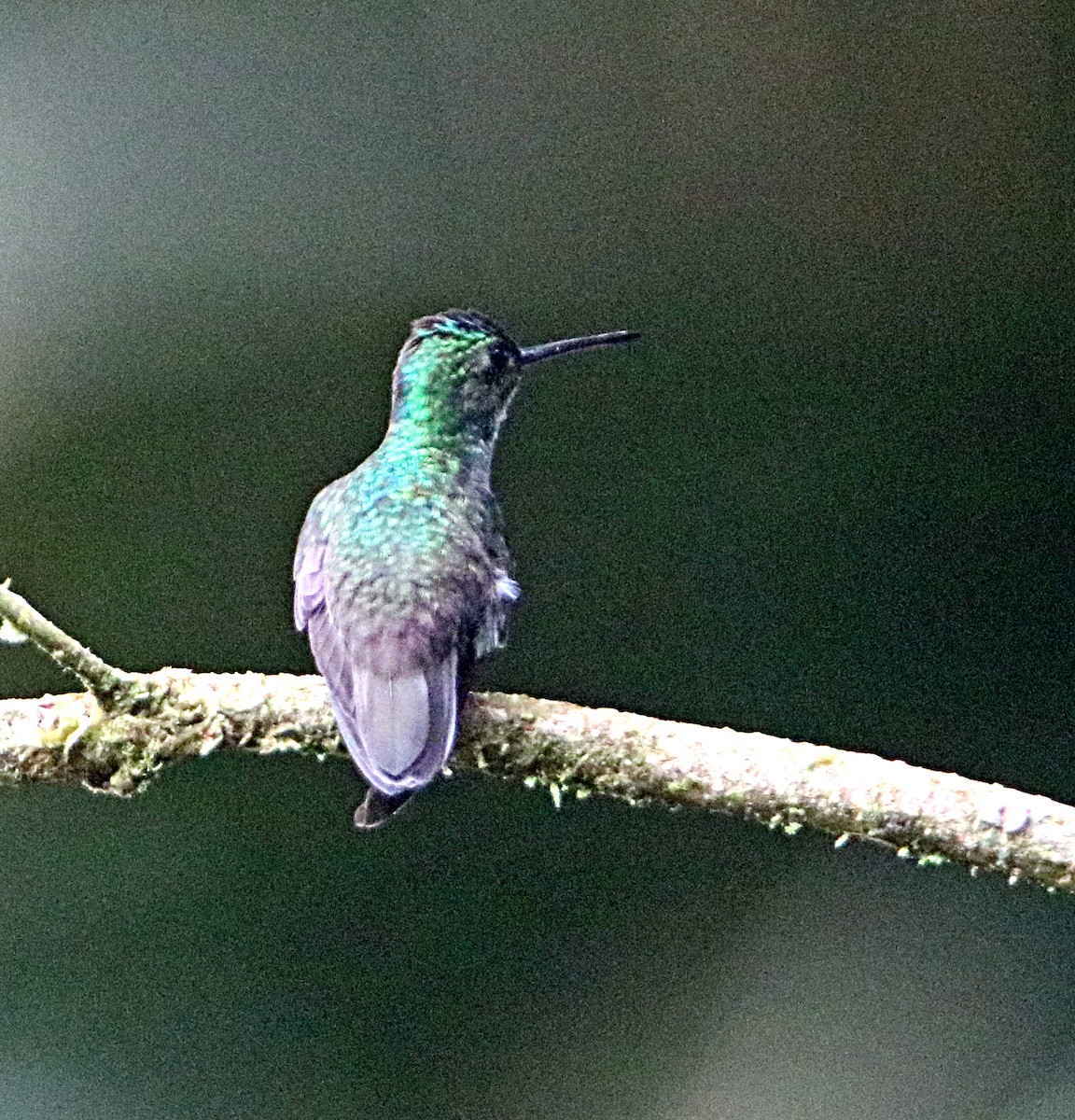 Charming Hummingbird - ML638993353