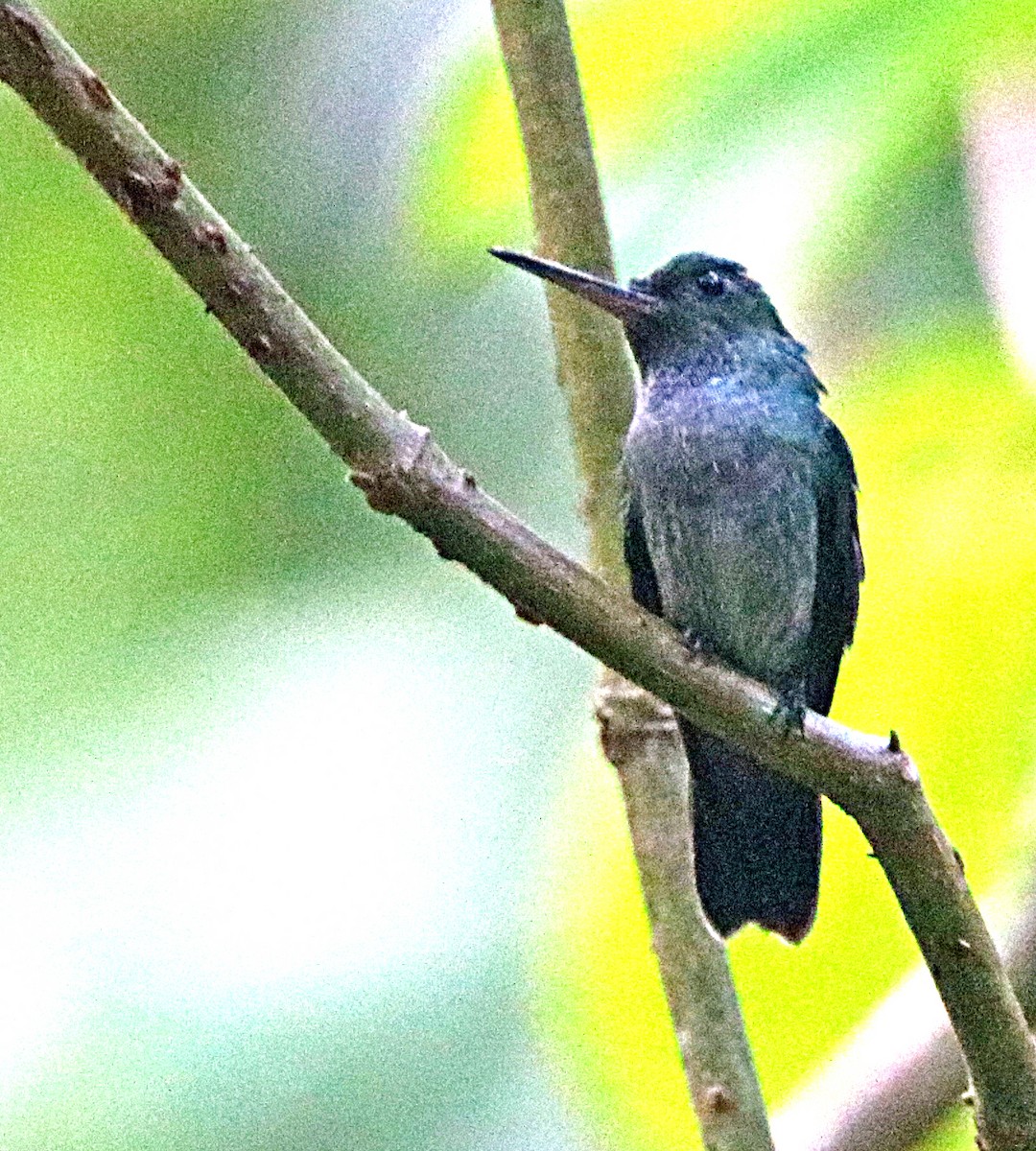 Charming Hummingbird - ML638993354