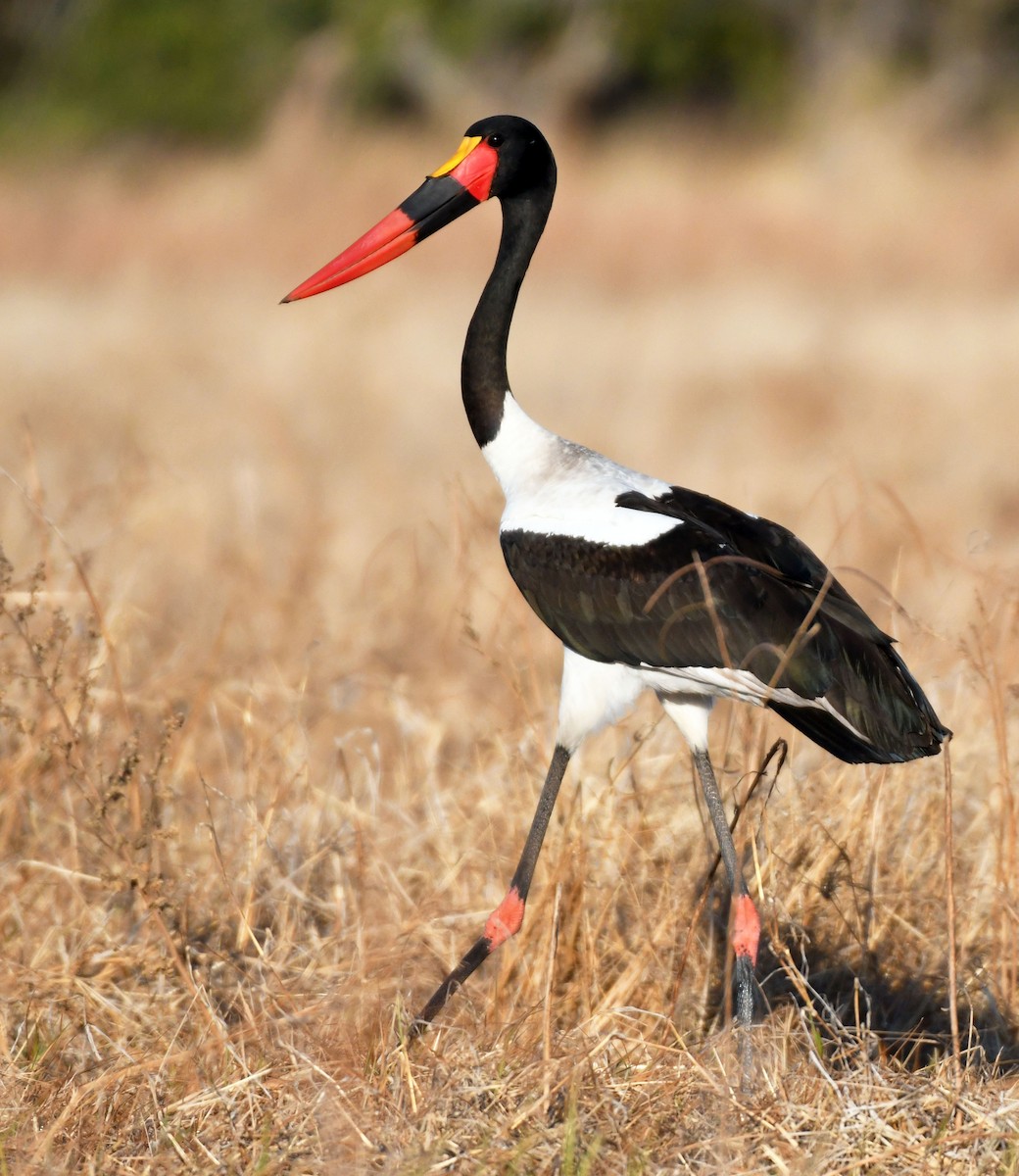 Saddle-billed Stork - ML638993362
