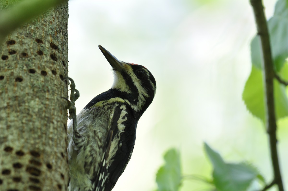 Yellow-bellied Sapsucker - ML638993363