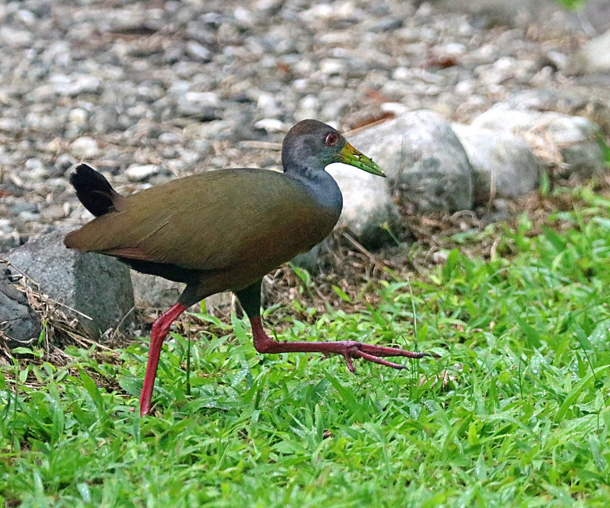Gray-cowled Wood-Rail - ML638993367
