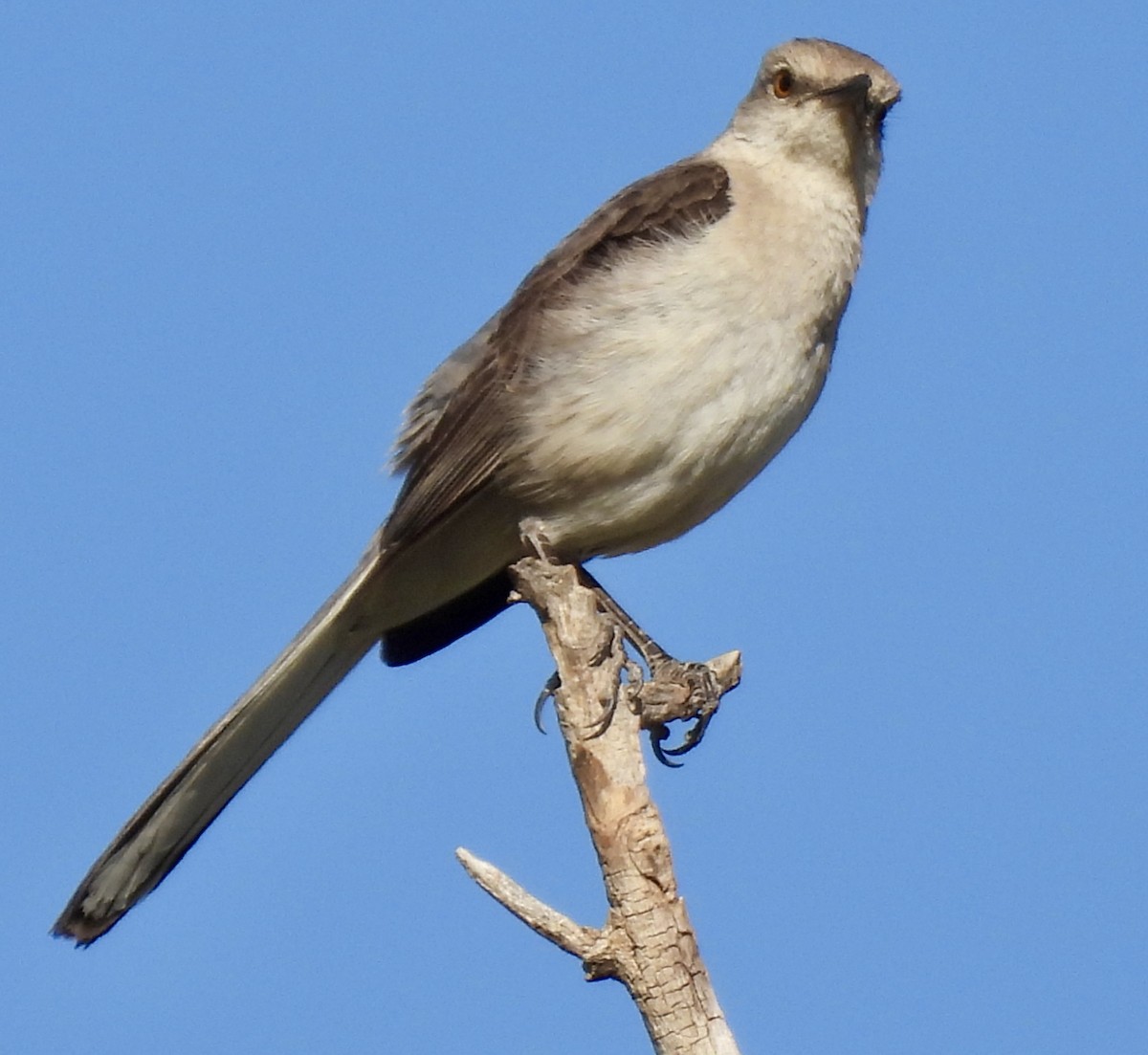 drozdec mnohohlasý - ML638993368