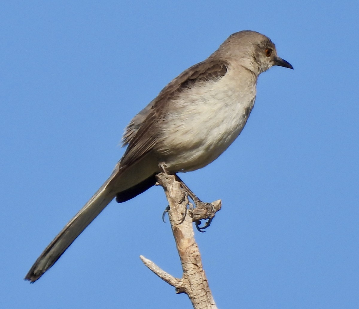 drozdec mnohohlasý - ML638993369