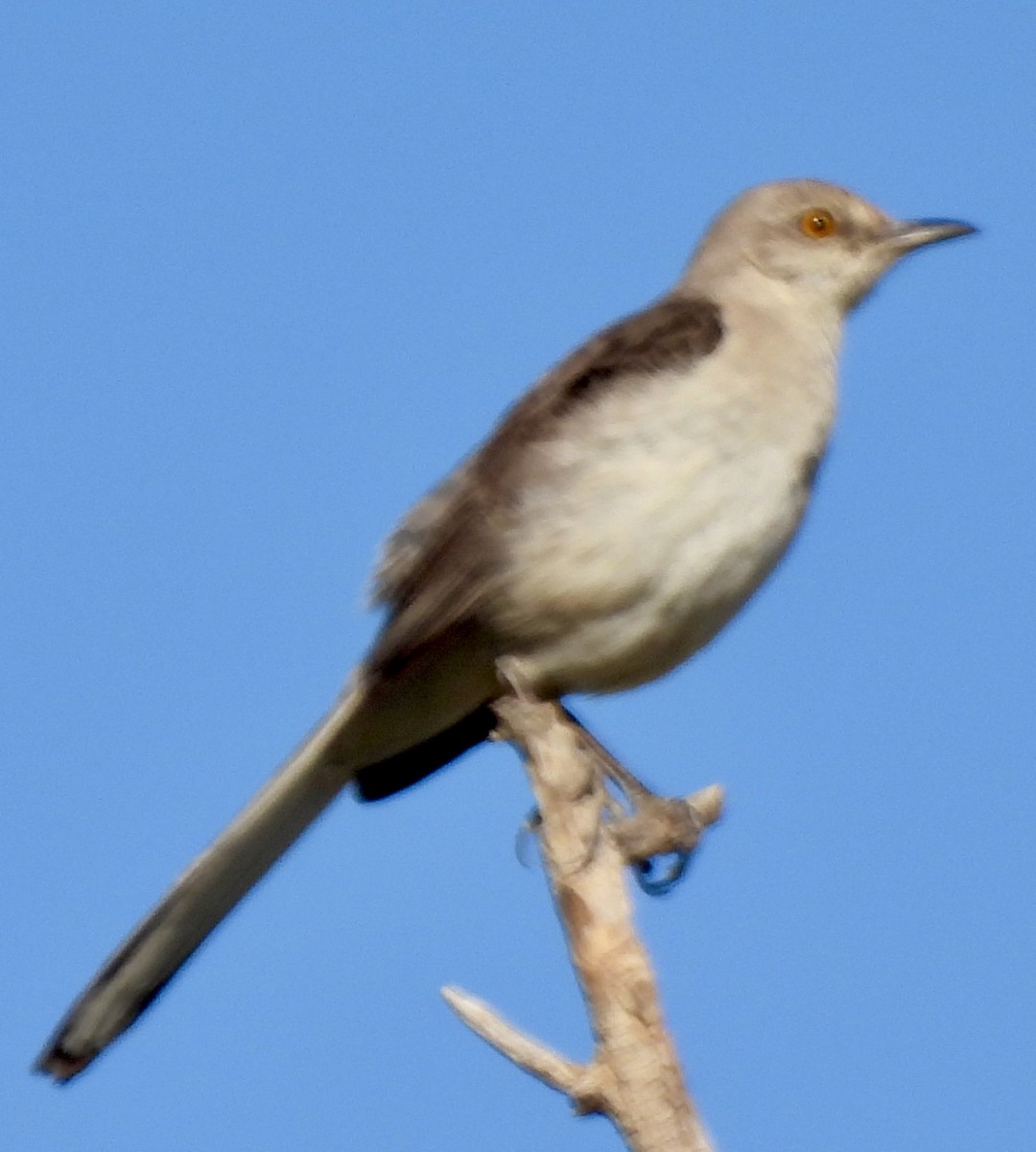 drozdec mnohohlasý - ML638993370