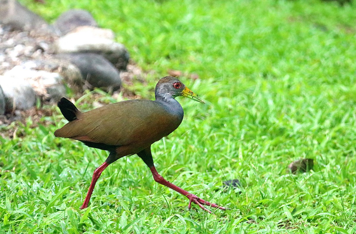 Gray-cowled Wood-Rail - ML638993371