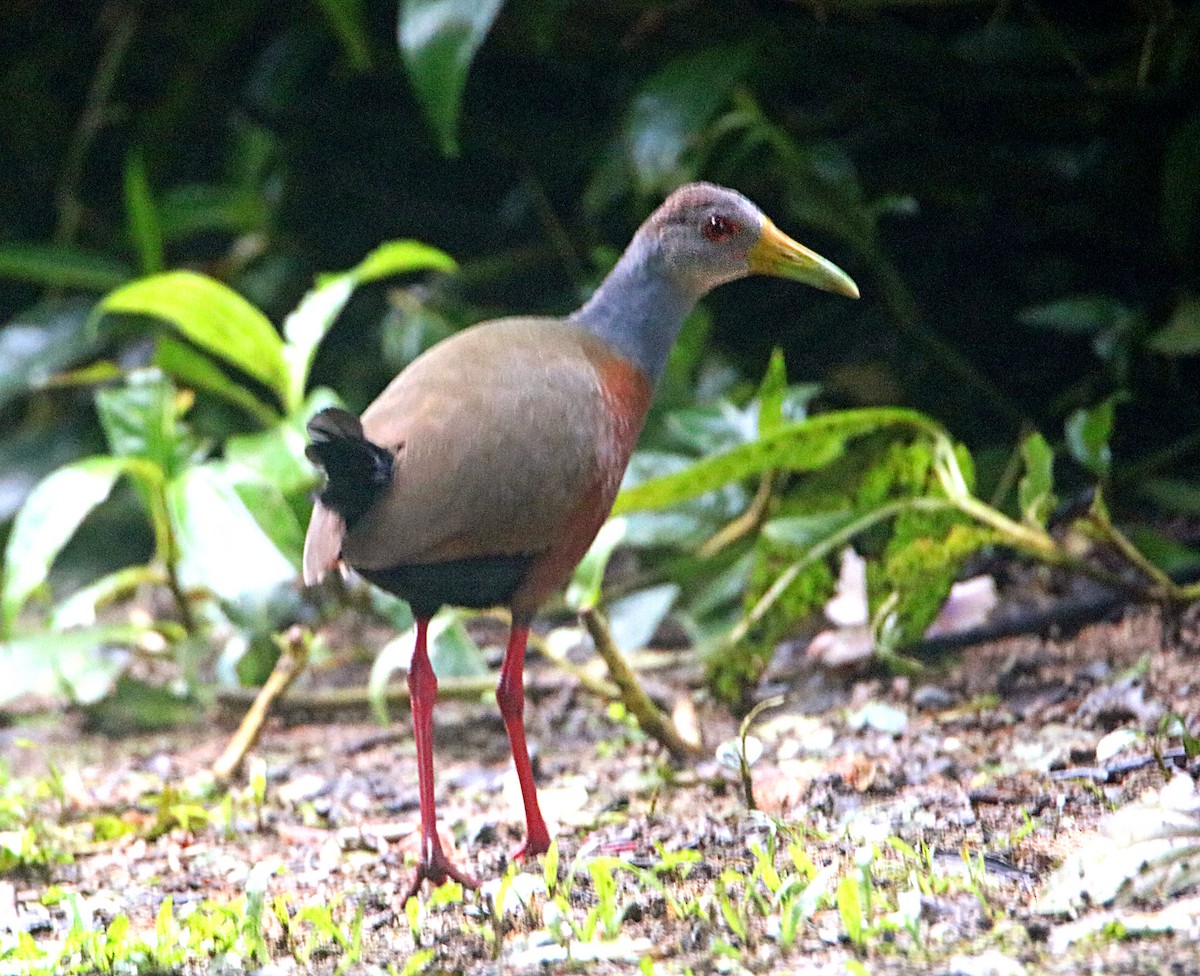 Gray-cowled Wood-Rail - ML638993372