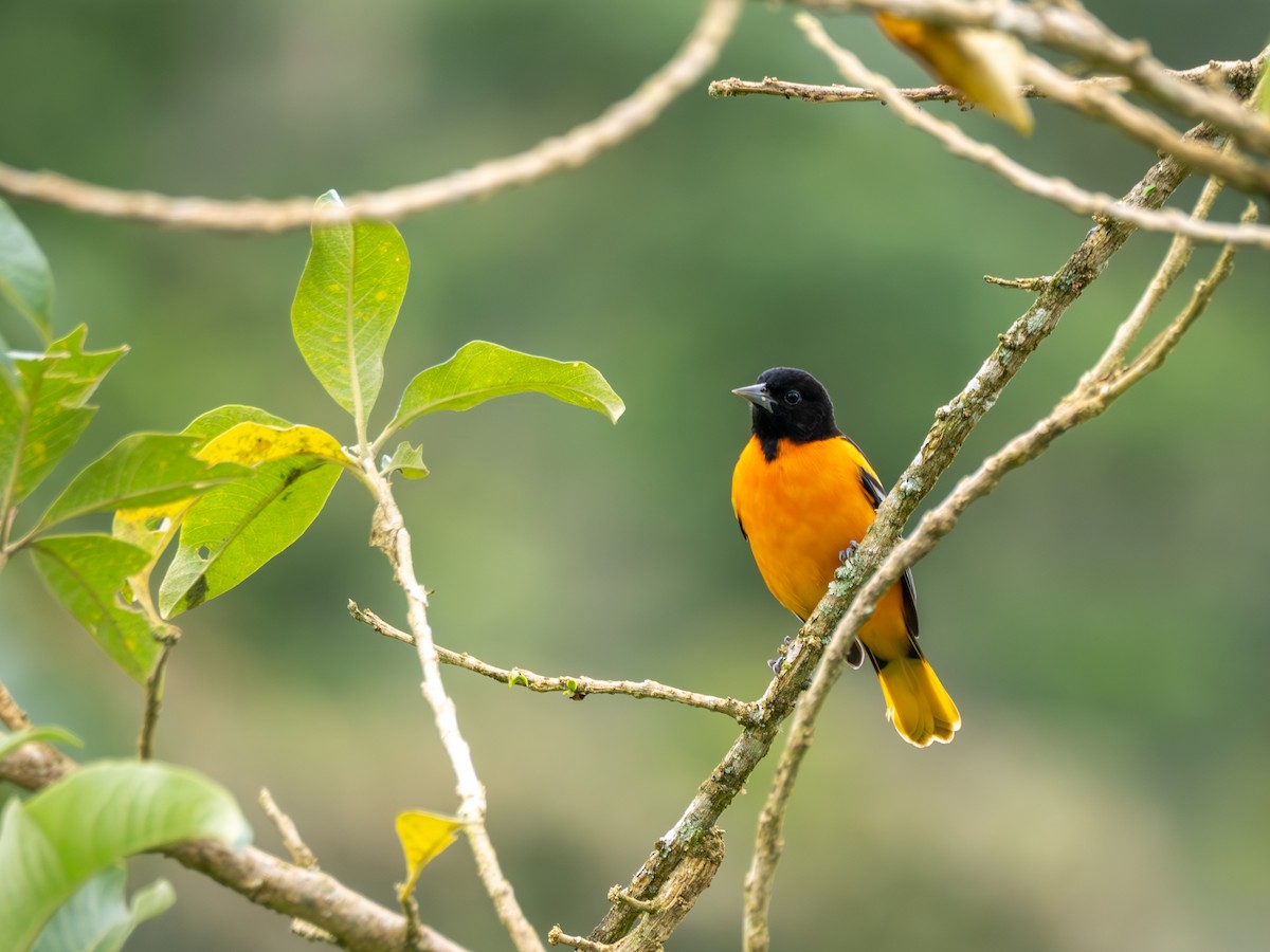 Baltimore Oriole - ML638993376