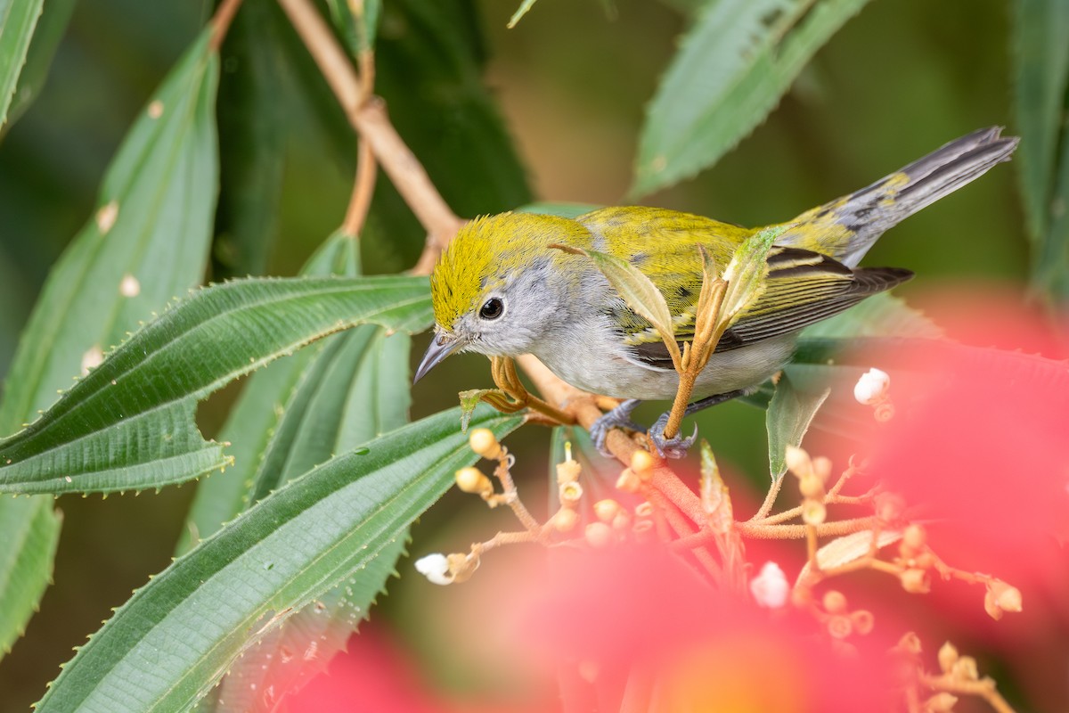 Chestnut-sided Warbler - ML638993381