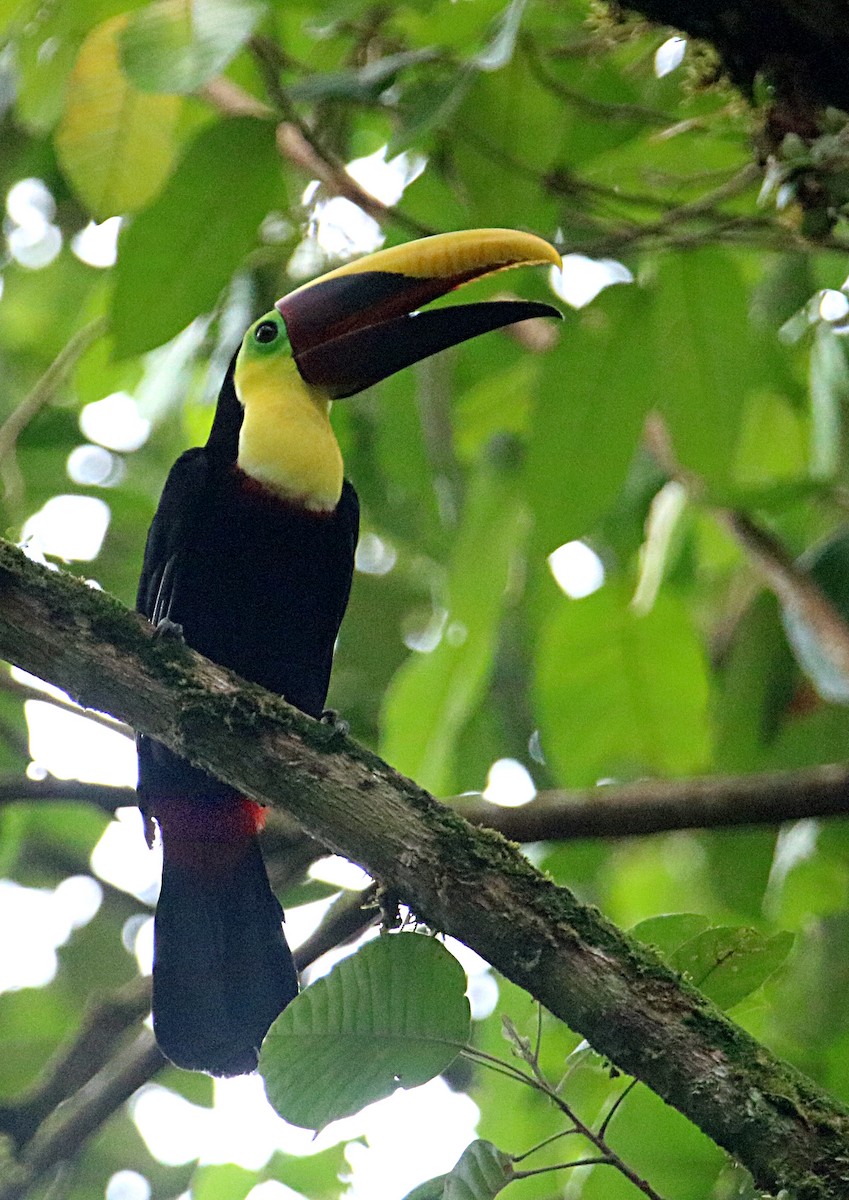 Yellow-throated Toucan - ML638993385