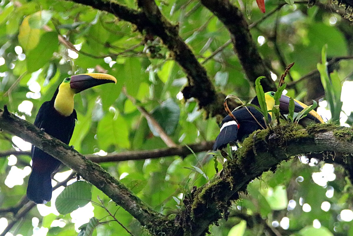 Yellow-throated Toucan - ML638993388