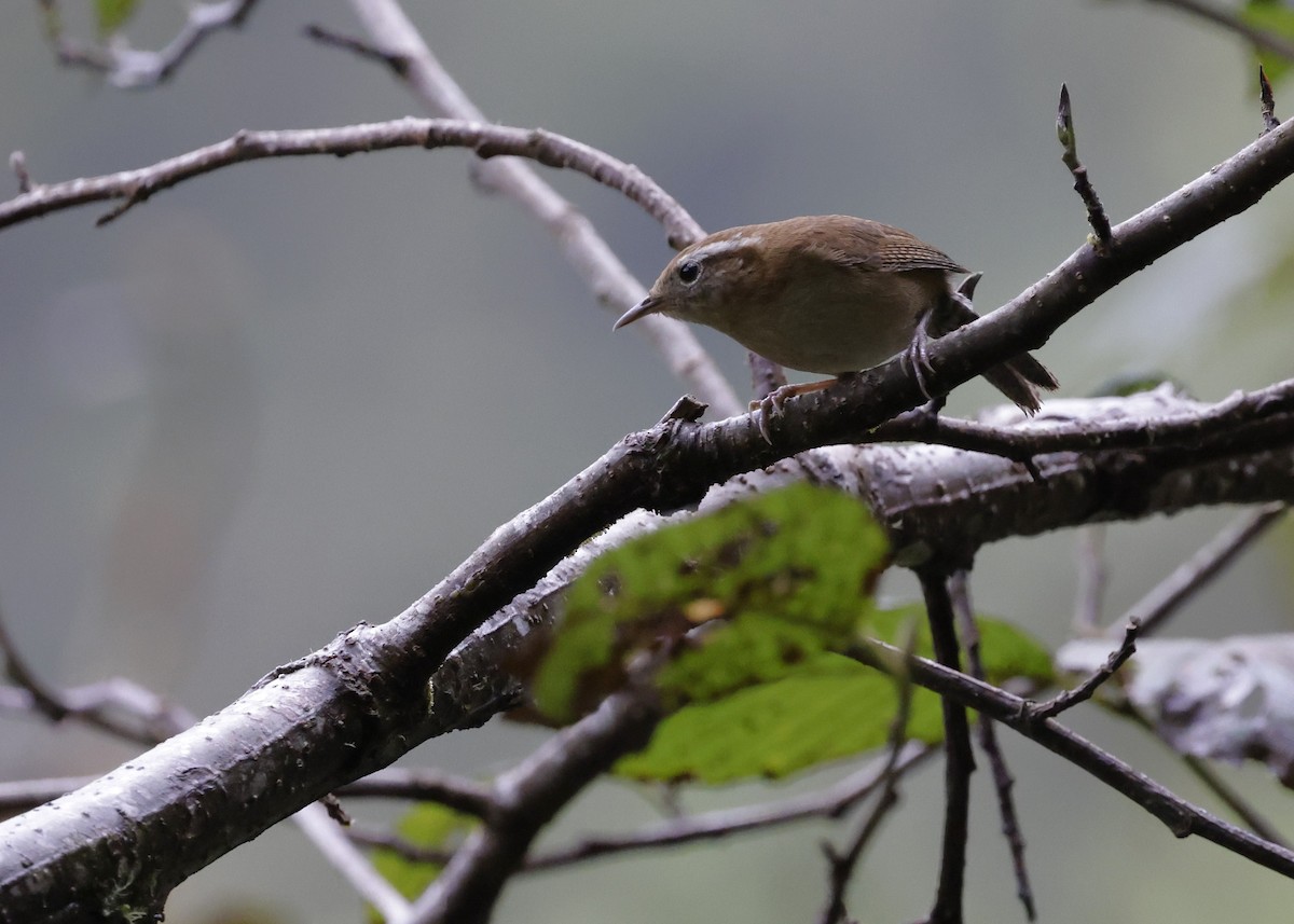 Mountain Wren - ML638993396