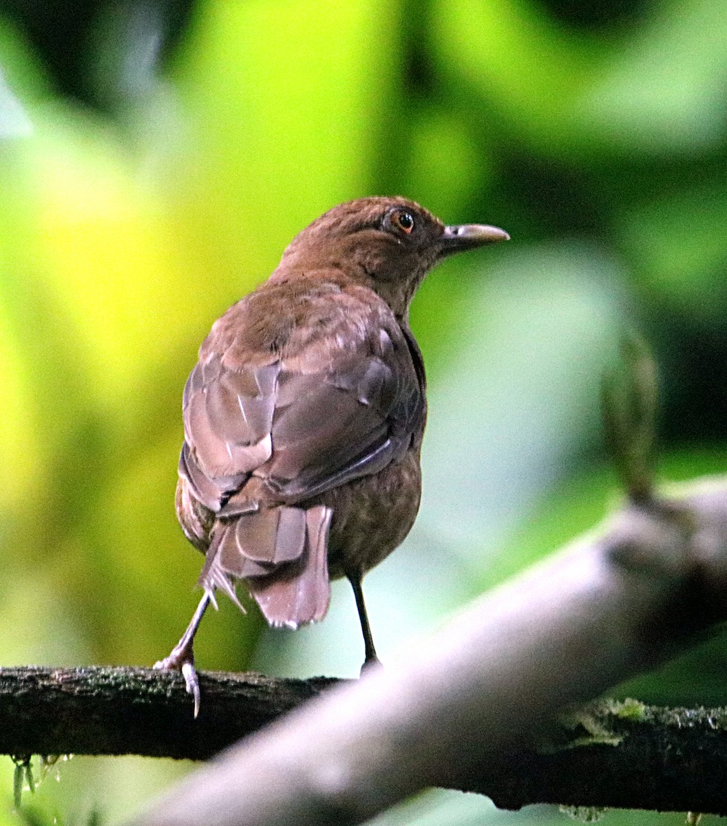 Clay-colored Thrush - ML638993399