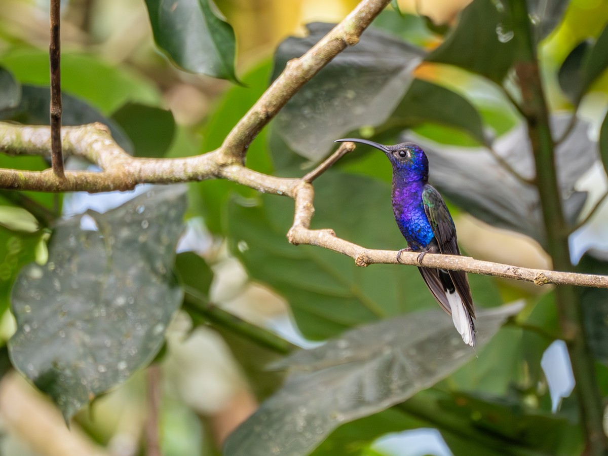 Violet Sabrewing - ML638993409