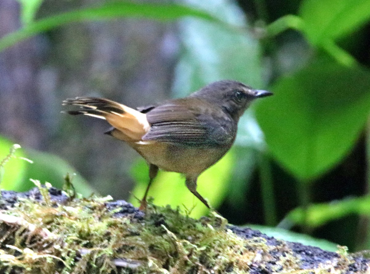 Buff-rumped Warbler - ML638993417