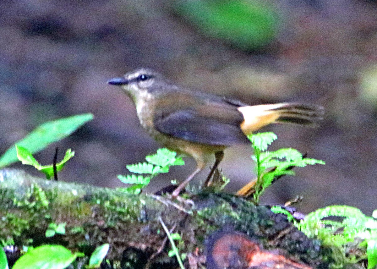 Buff-rumped Warbler - ML638993418