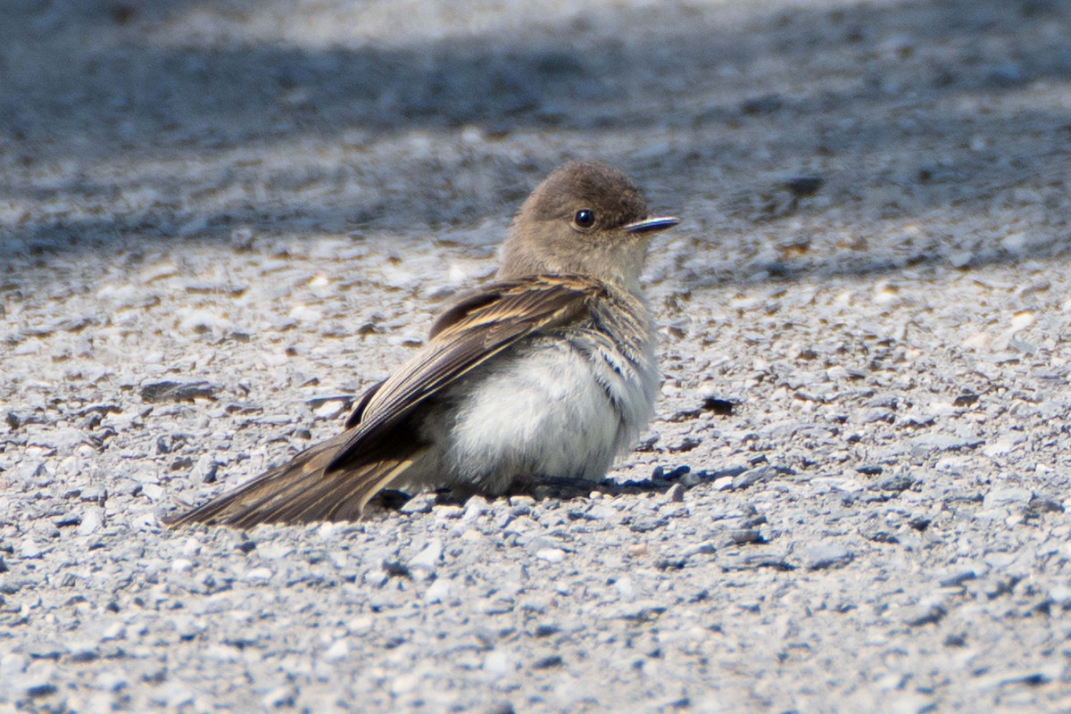 tyranovec domácí - ML638993420