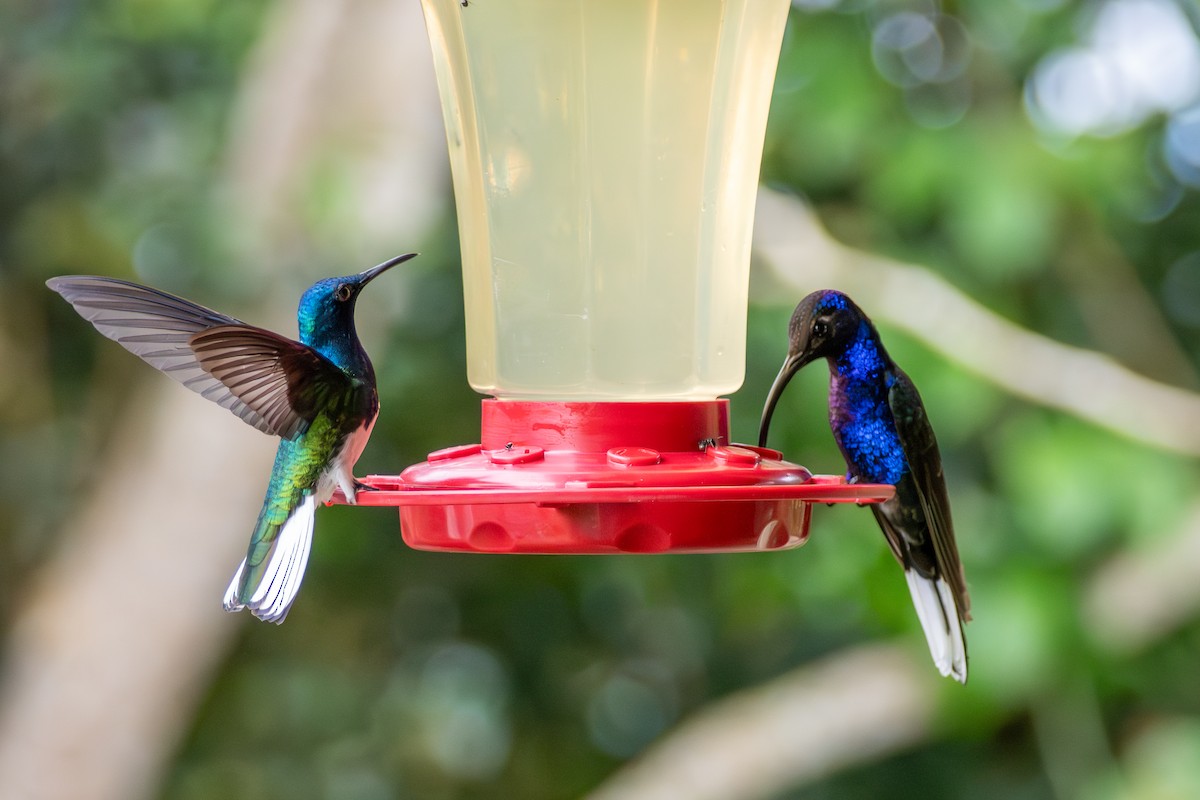 White-necked Jacobin - ML638993421