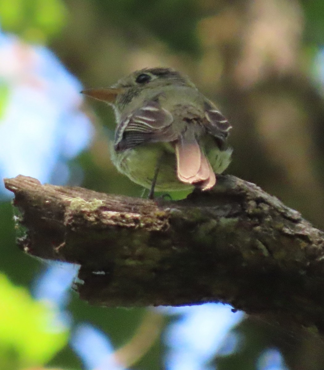 Western Flycatcher (Pacific-slope) - ML638993429