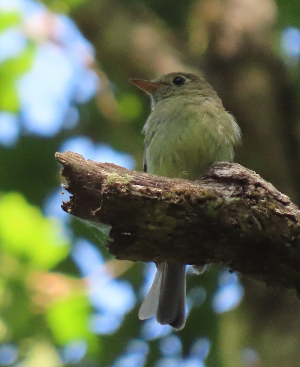 Western Flycatcher (Pacific-slope) - ML638993430