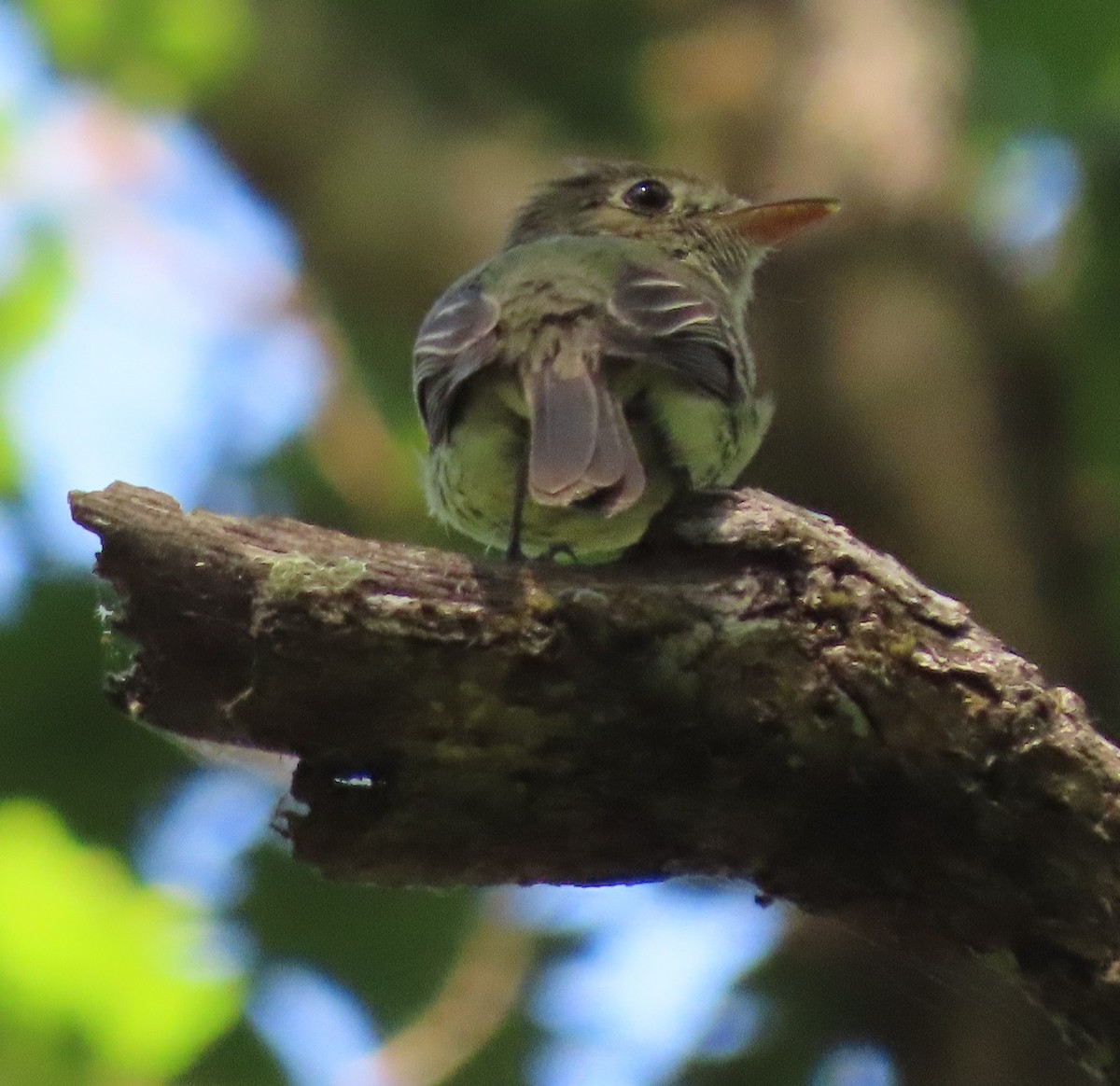 Western Flycatcher (Pacific-slope) - ML638993431
