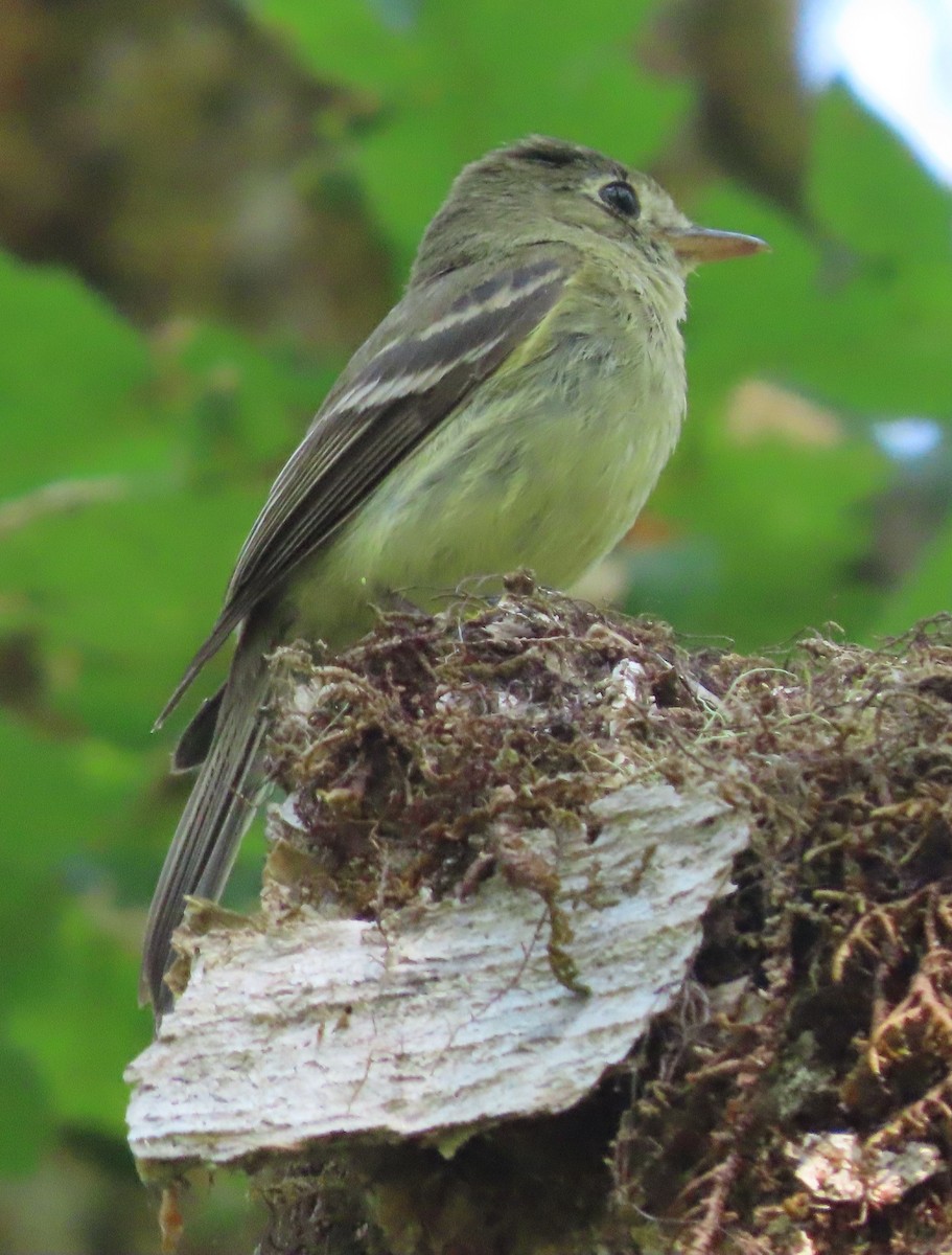 Western Flycatcher (Pacific-slope) - ML638993432