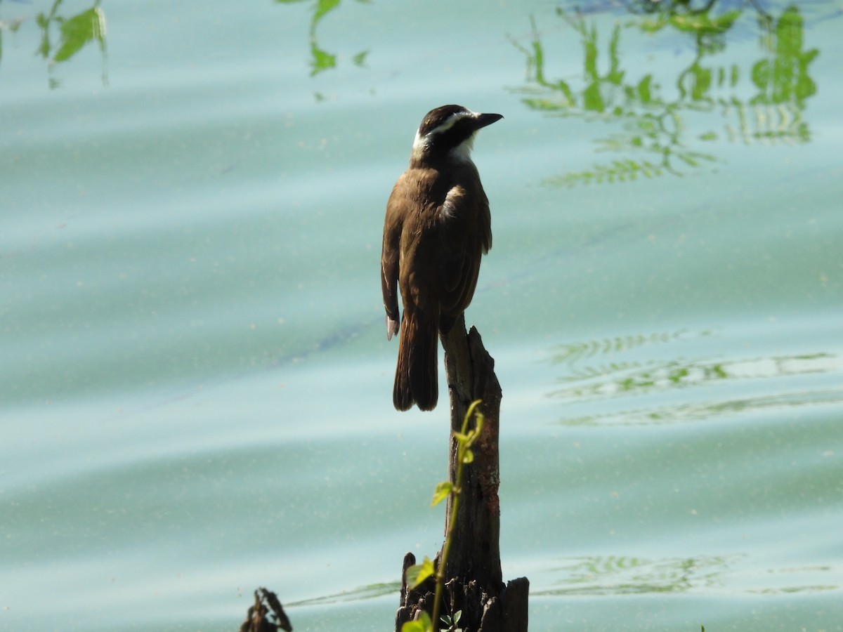 Great Kiskadee - ML638993439