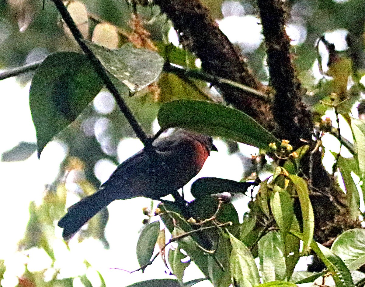 Black-cheeked Ant-Tanager - ML638993440