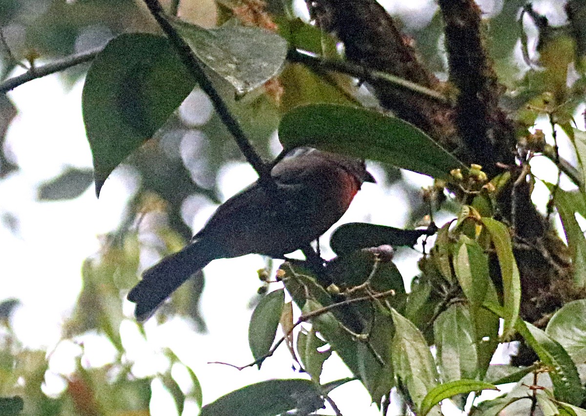 Black-cheeked Ant-Tanager - ML638993441