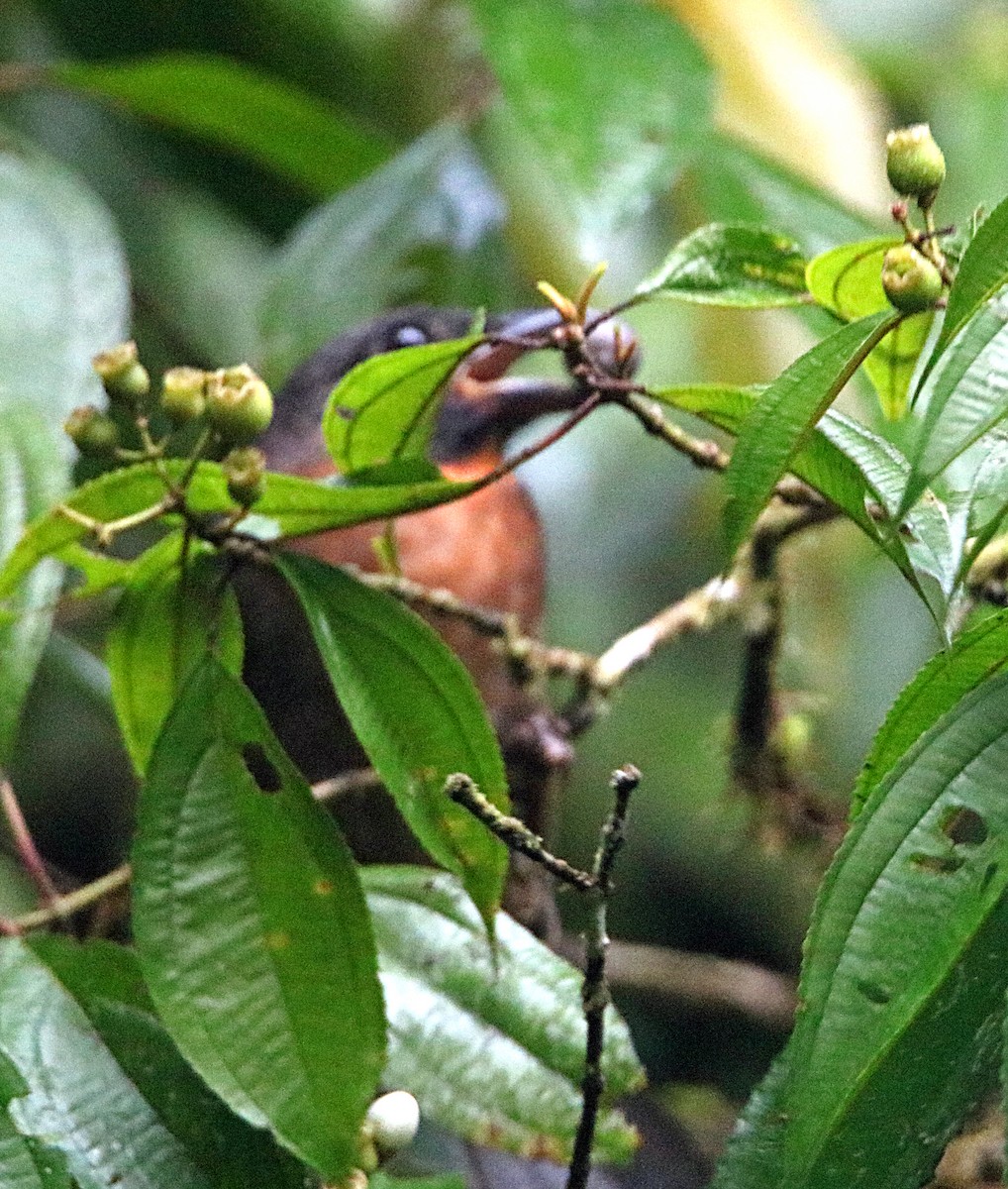 Black-cheeked Ant-Tanager - ML638993442