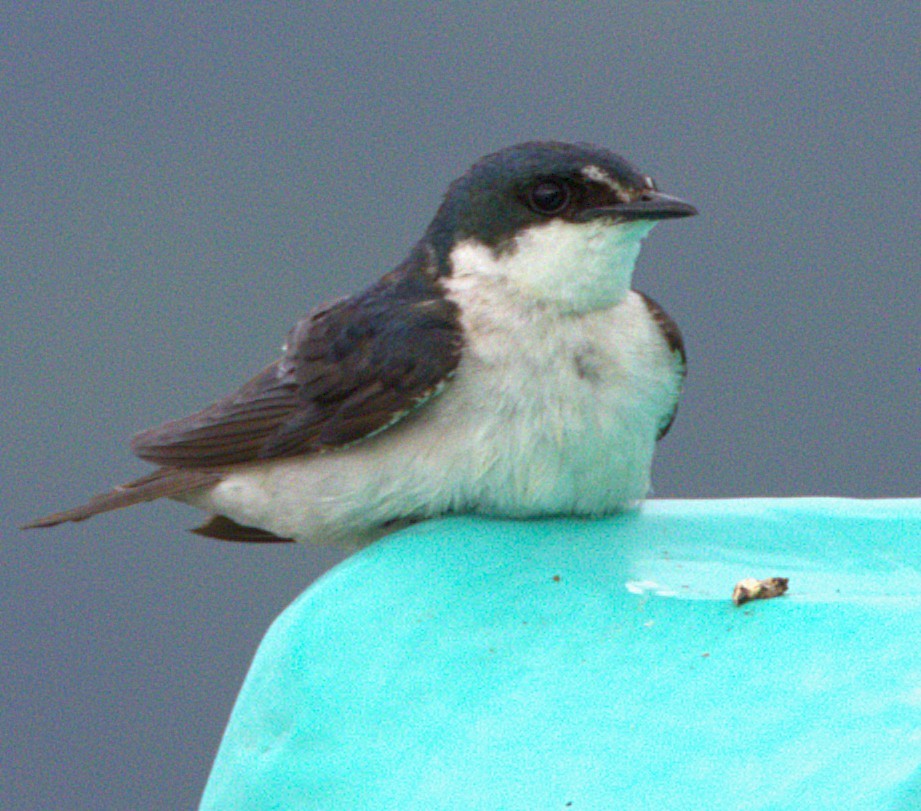 Mangrove Swallow - ML638993447