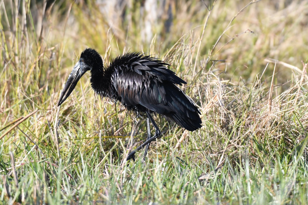 African Openbill - ML638993453