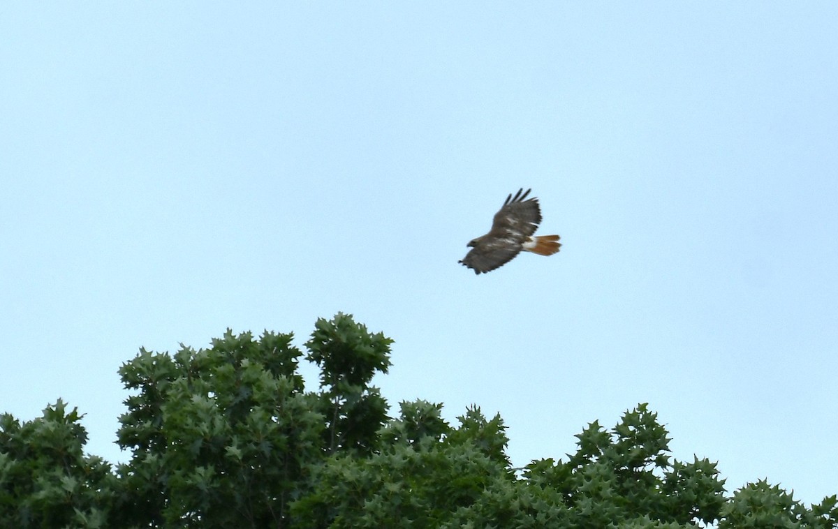Red-tailed Hawk - ML638993454