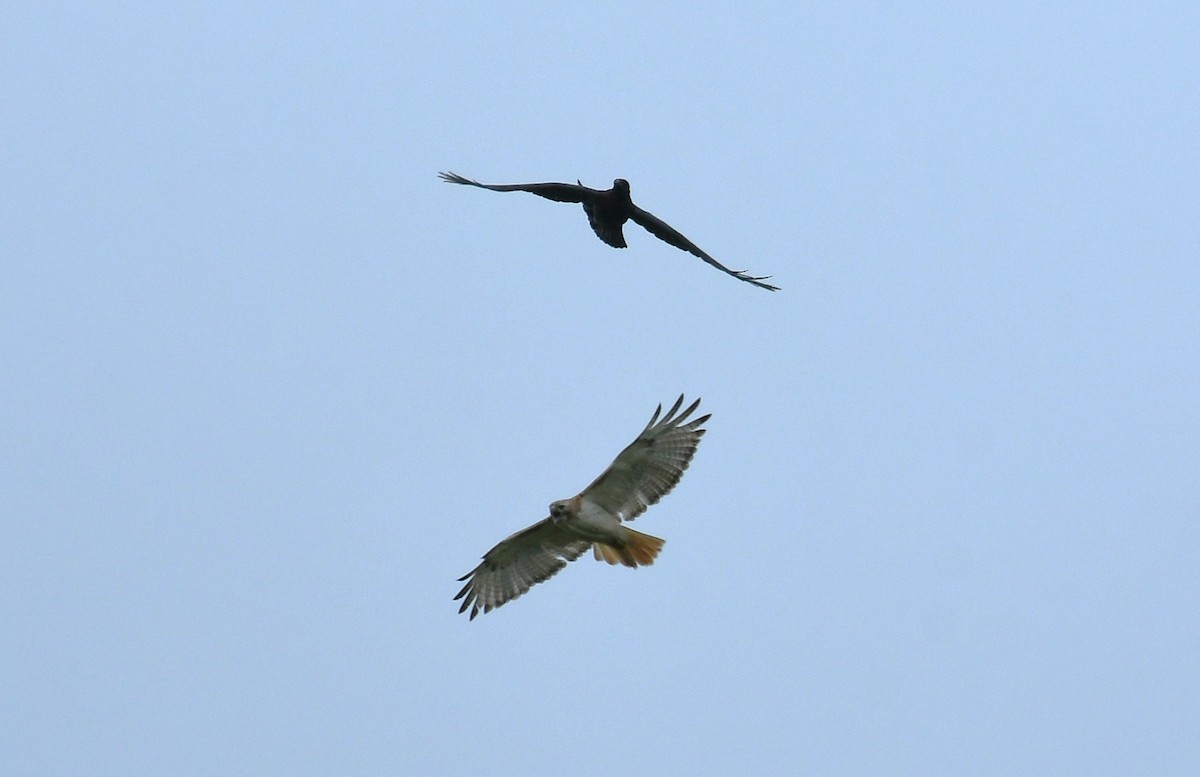 Red-tailed Hawk - ML638993455