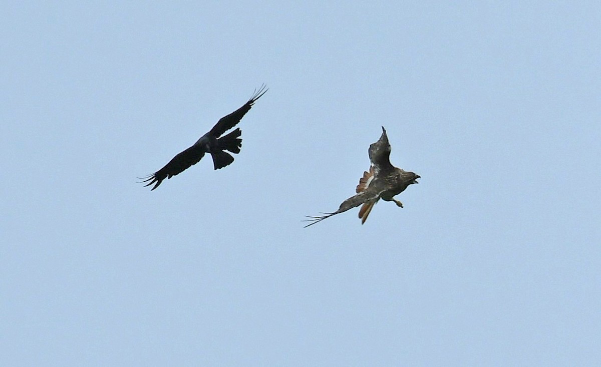 Red-tailed Hawk - ML638993458