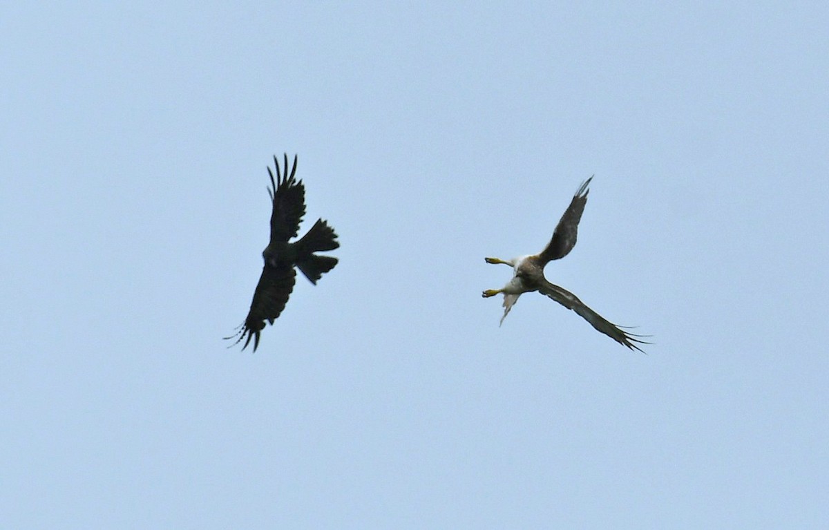 Red-tailed Hawk - ML638993459