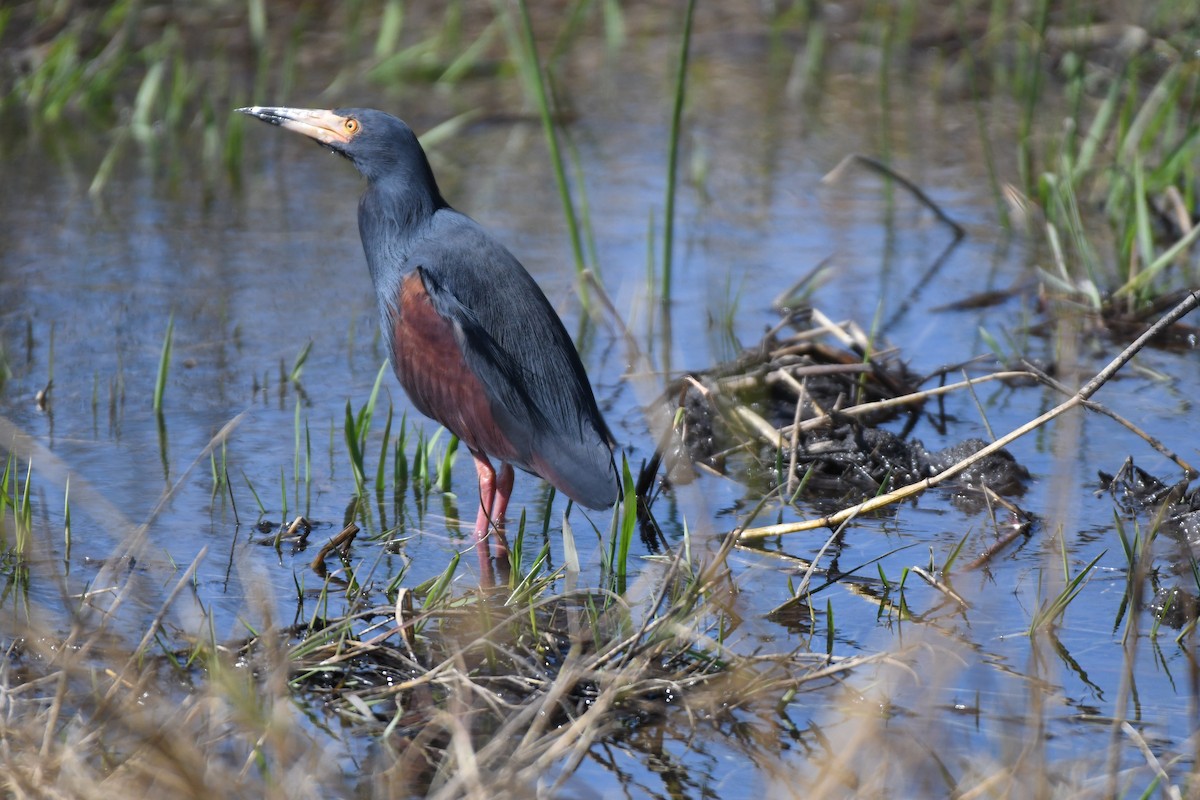Rufous-bellied Heron - ML638993461