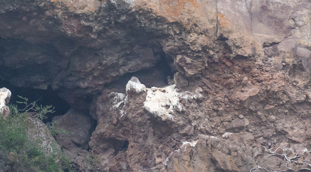 Eurasian Griffon - ML638993462