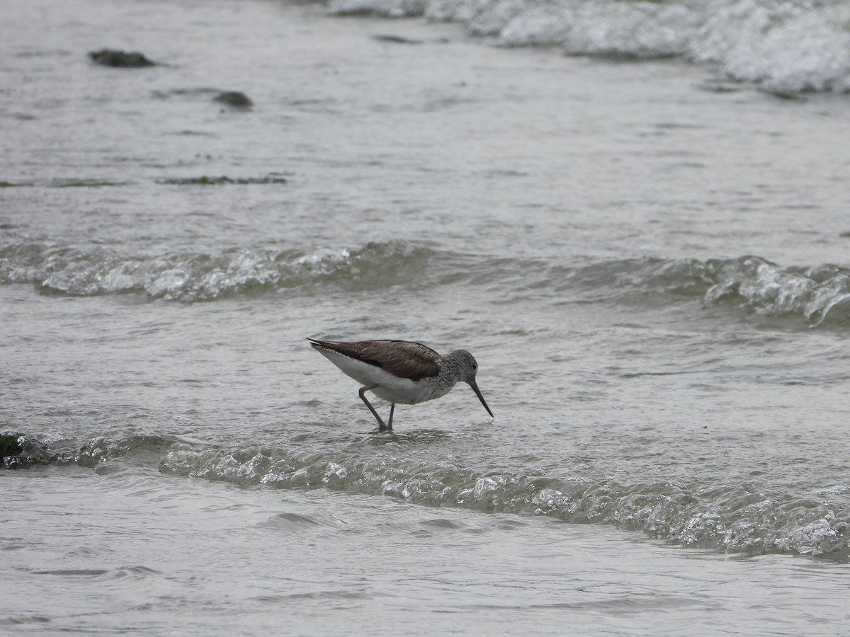 Common Greenshank - ML638993463