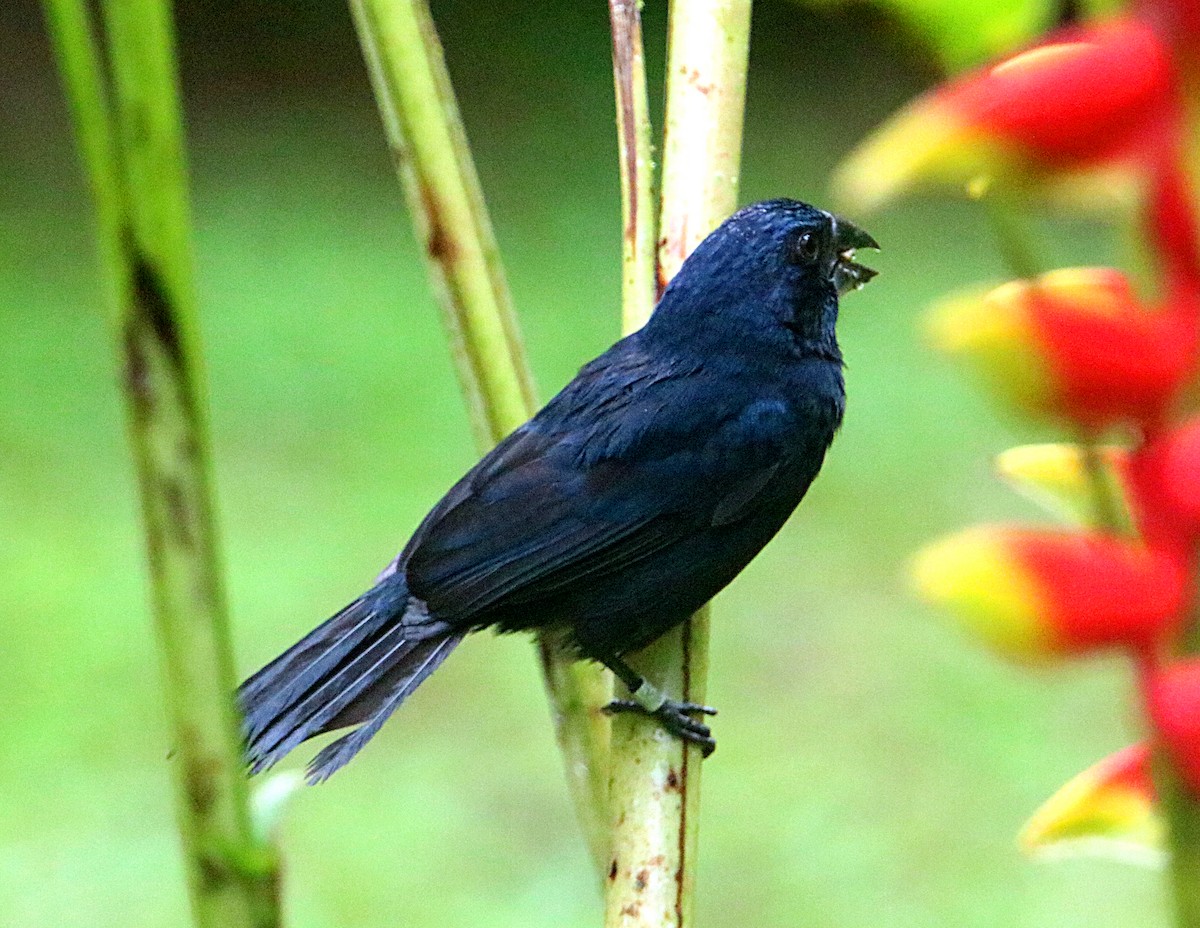 Blue-black Grosbeak - ML638993466
