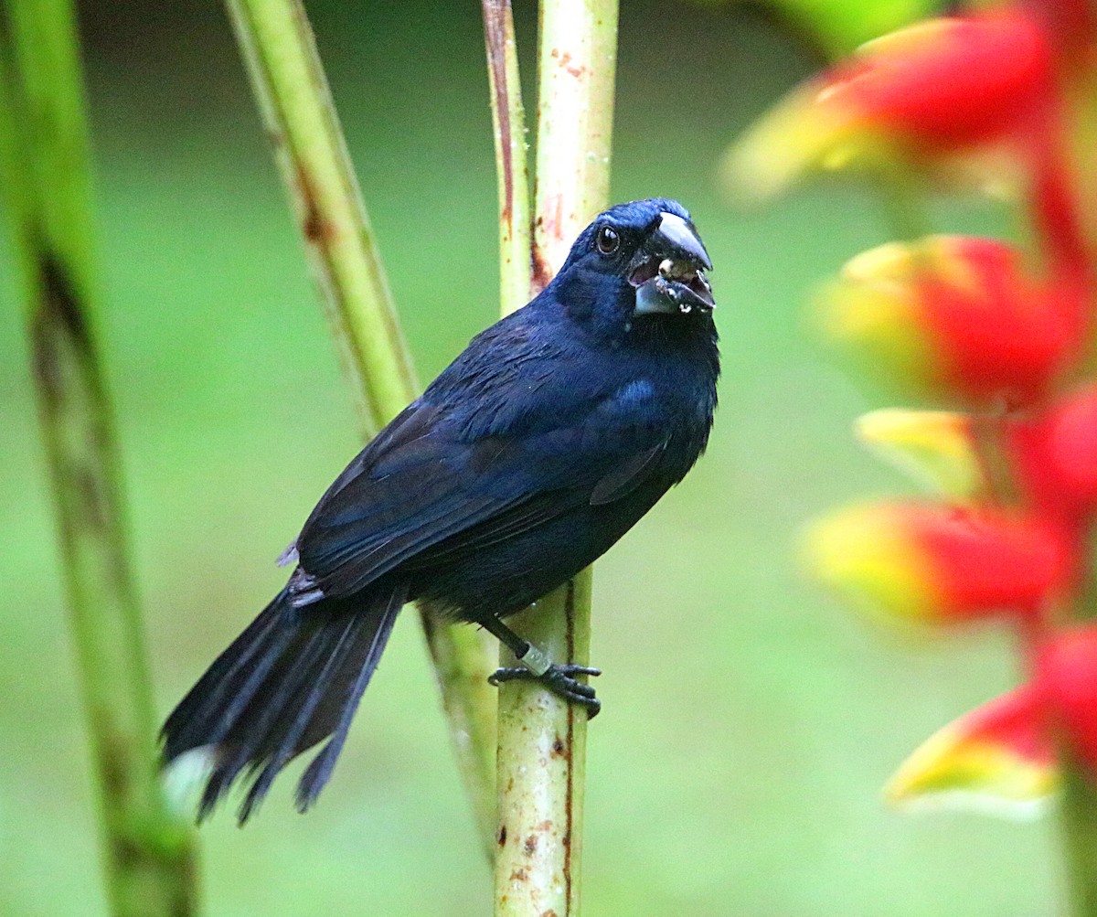 Blue-black Grosbeak - ML638993467