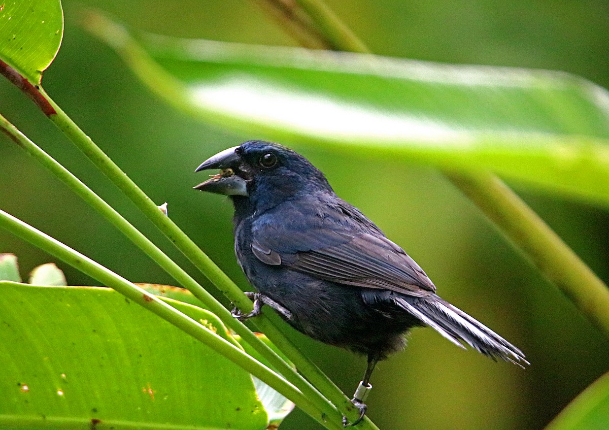 Blue-black Grosbeak - ML638993469