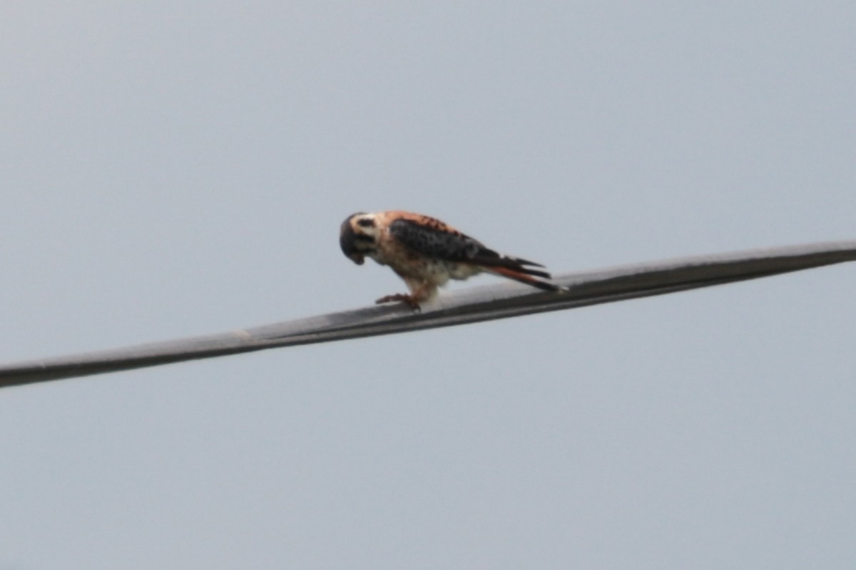 American Kestrel - ML638993470