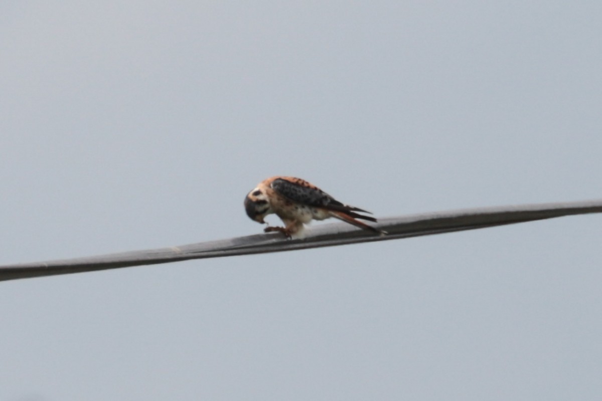 American Kestrel - ML638993471