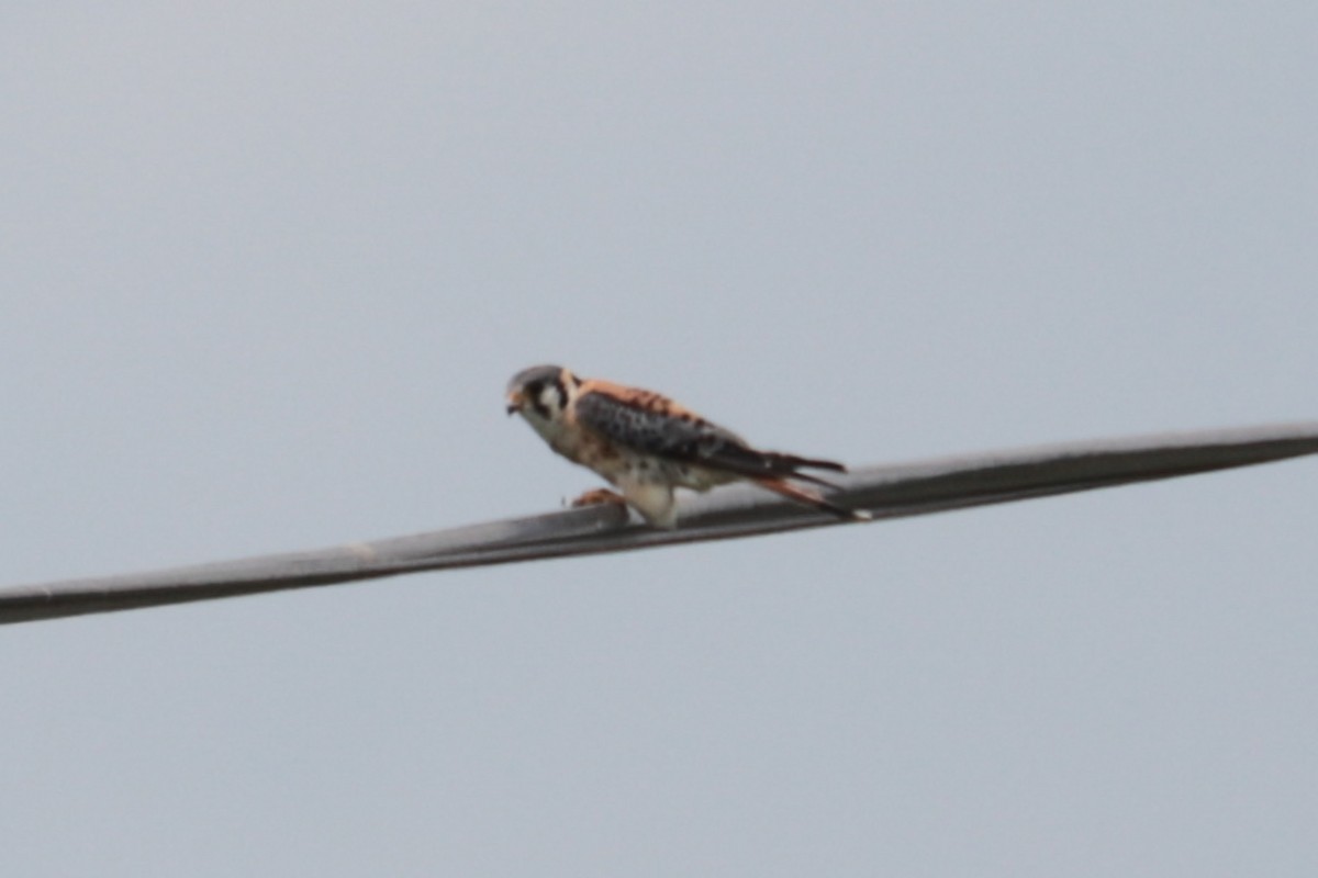 American Kestrel - ML638993473