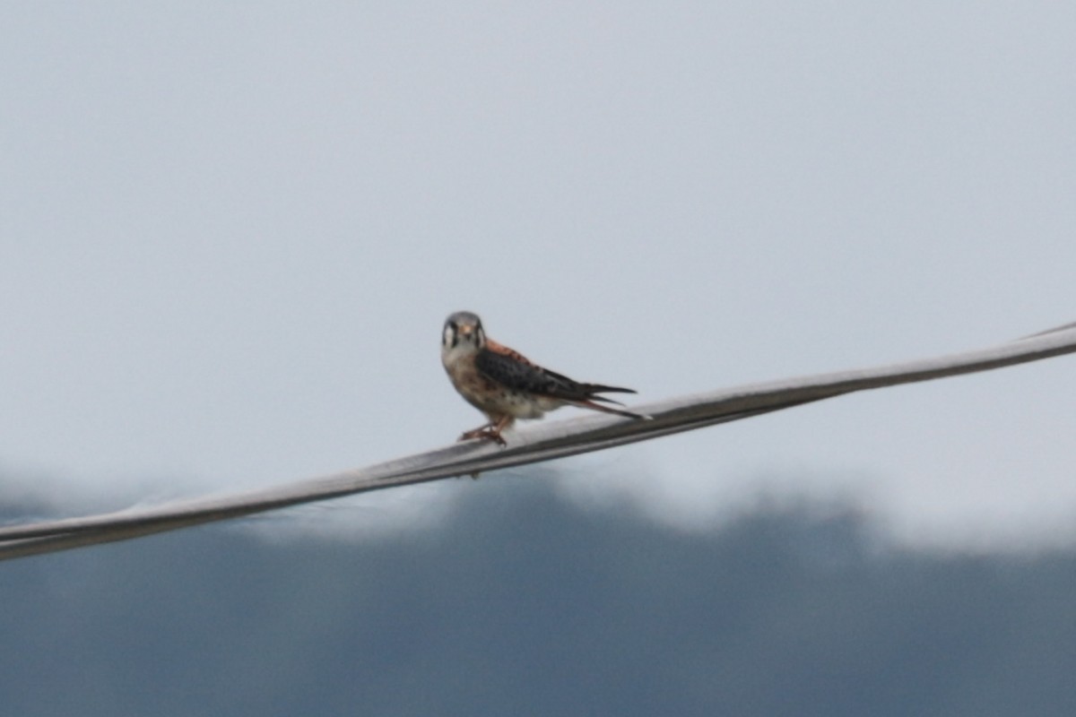 American Kestrel - ML638993474