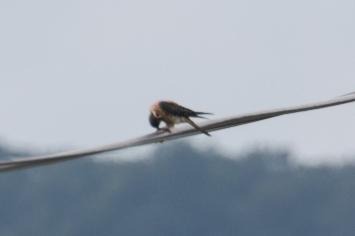 American Kestrel - ML638993475