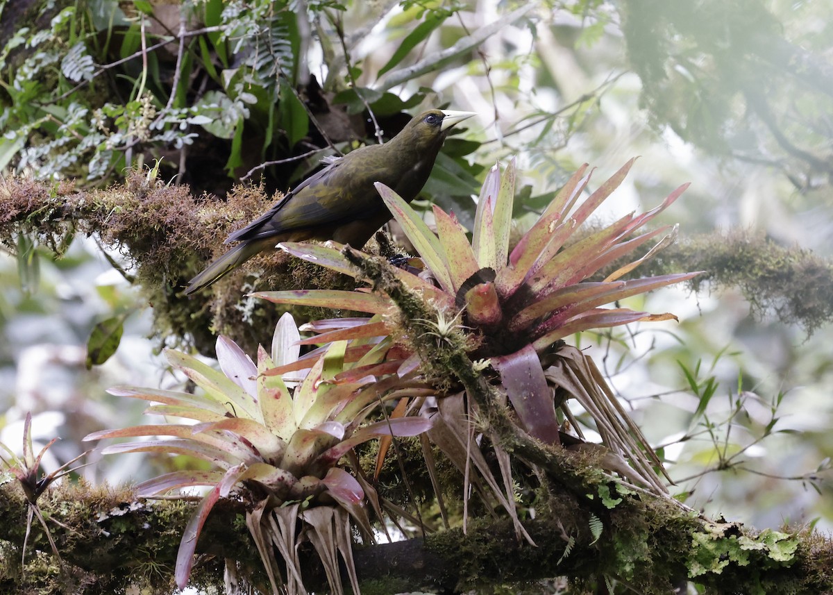 Dusky-green Oropendola - ML638993476